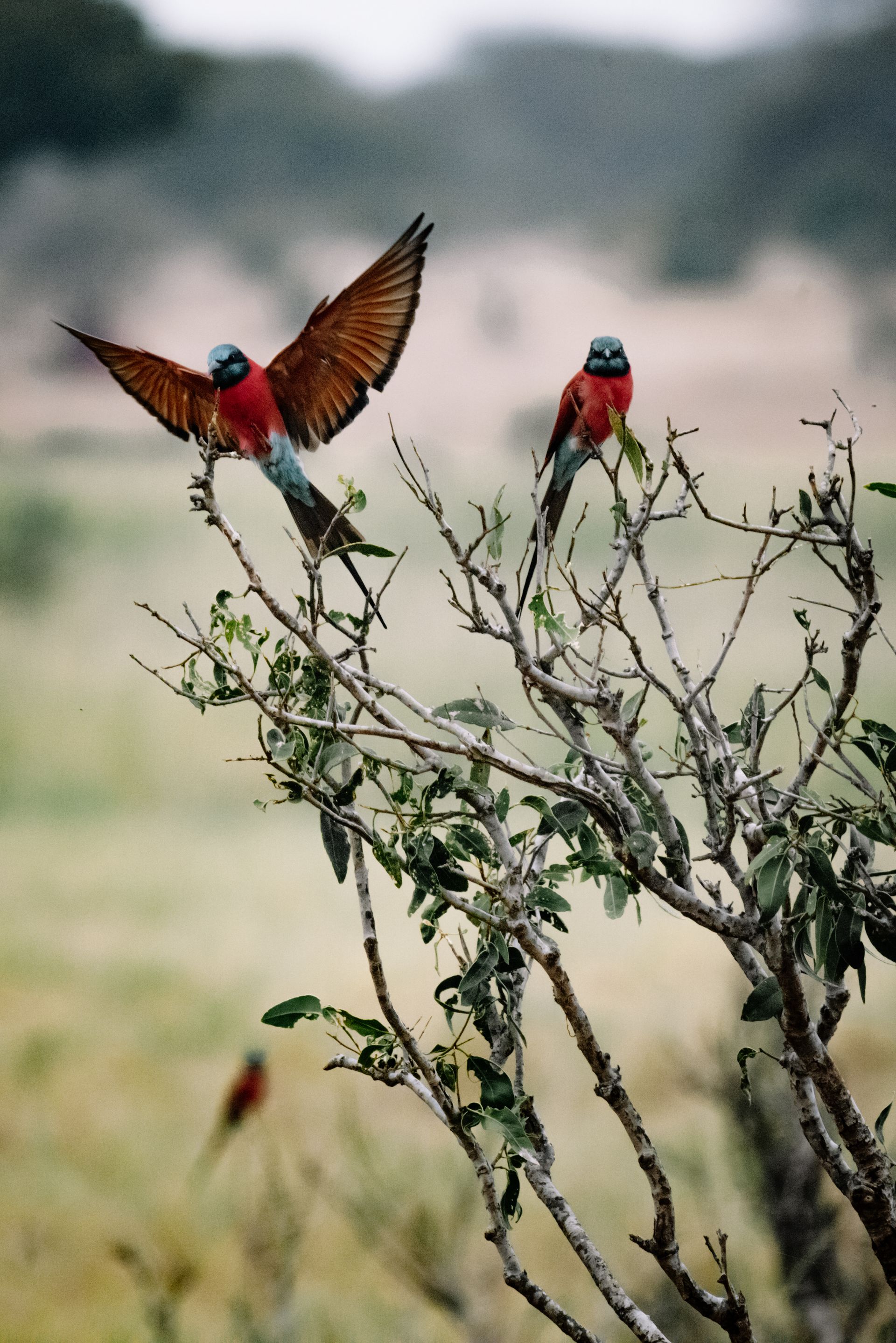 kenya