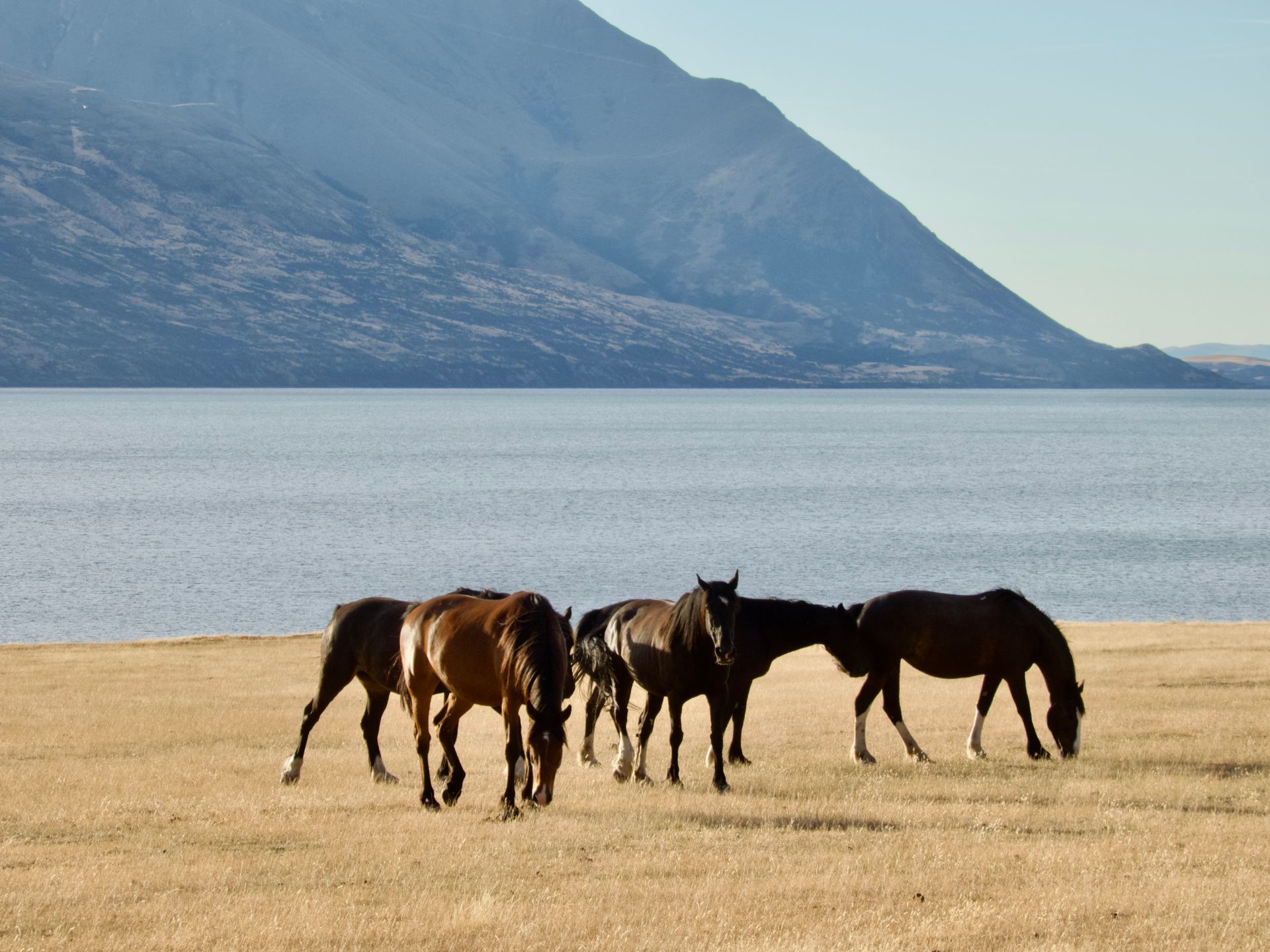 mongolie