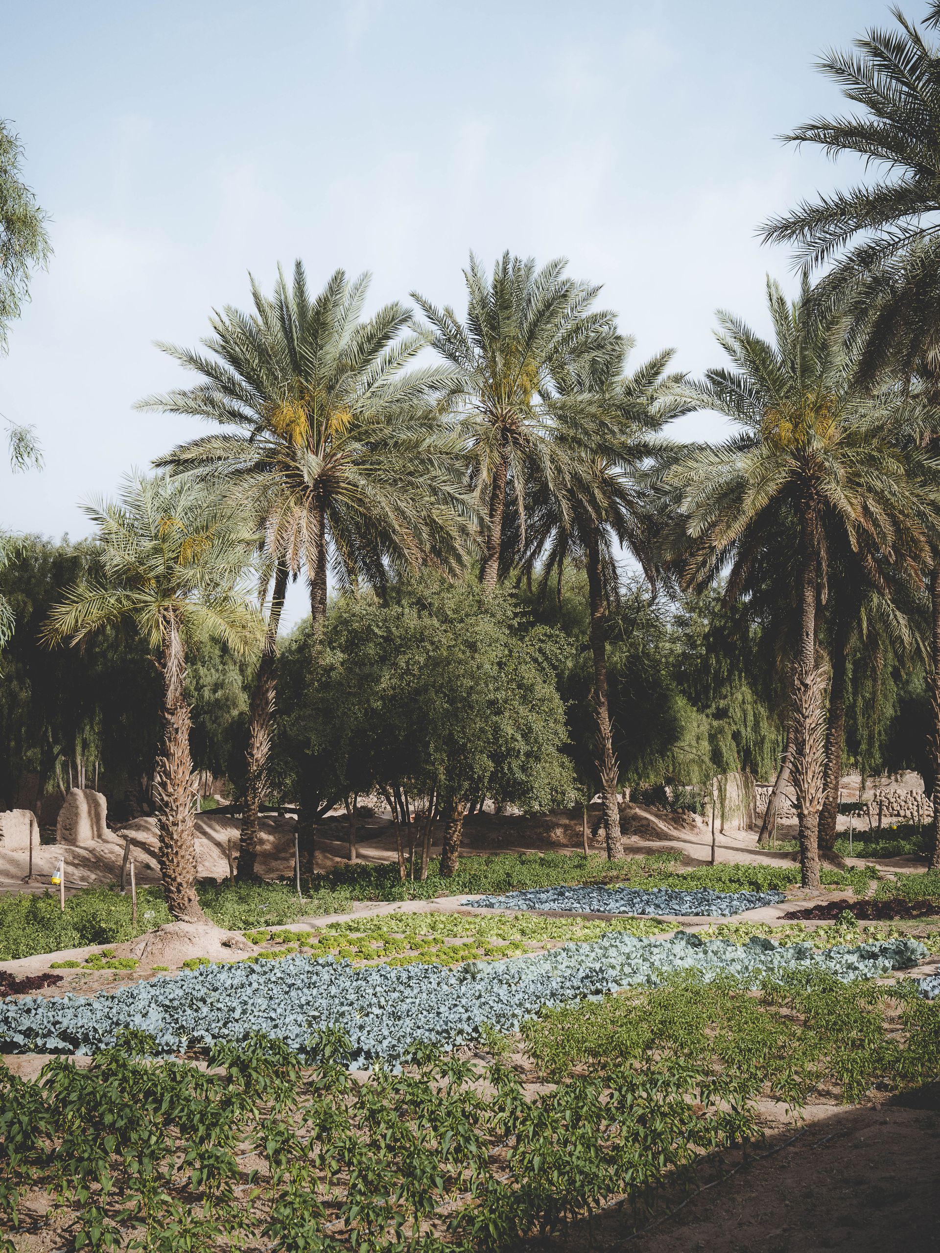 verenigde-arabische-emiraten