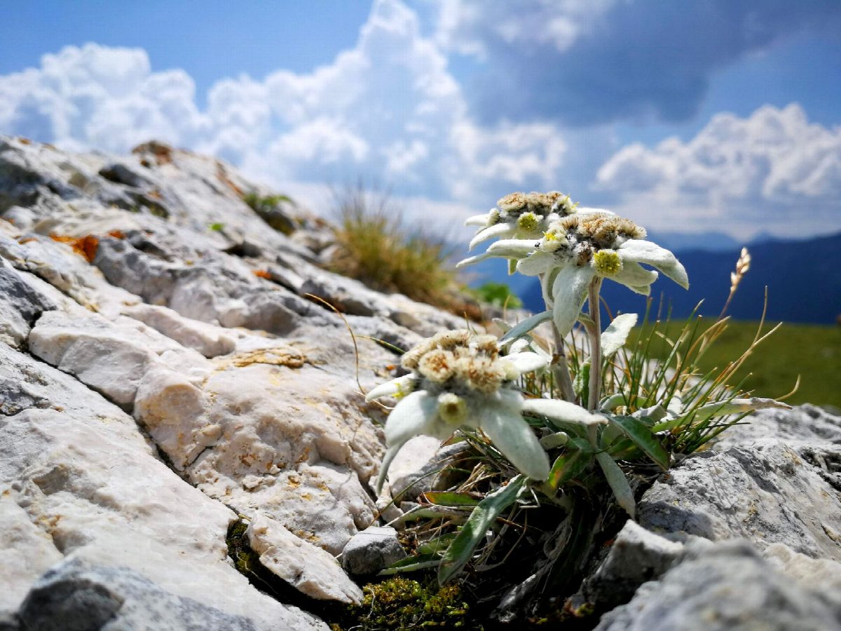 de-alpen