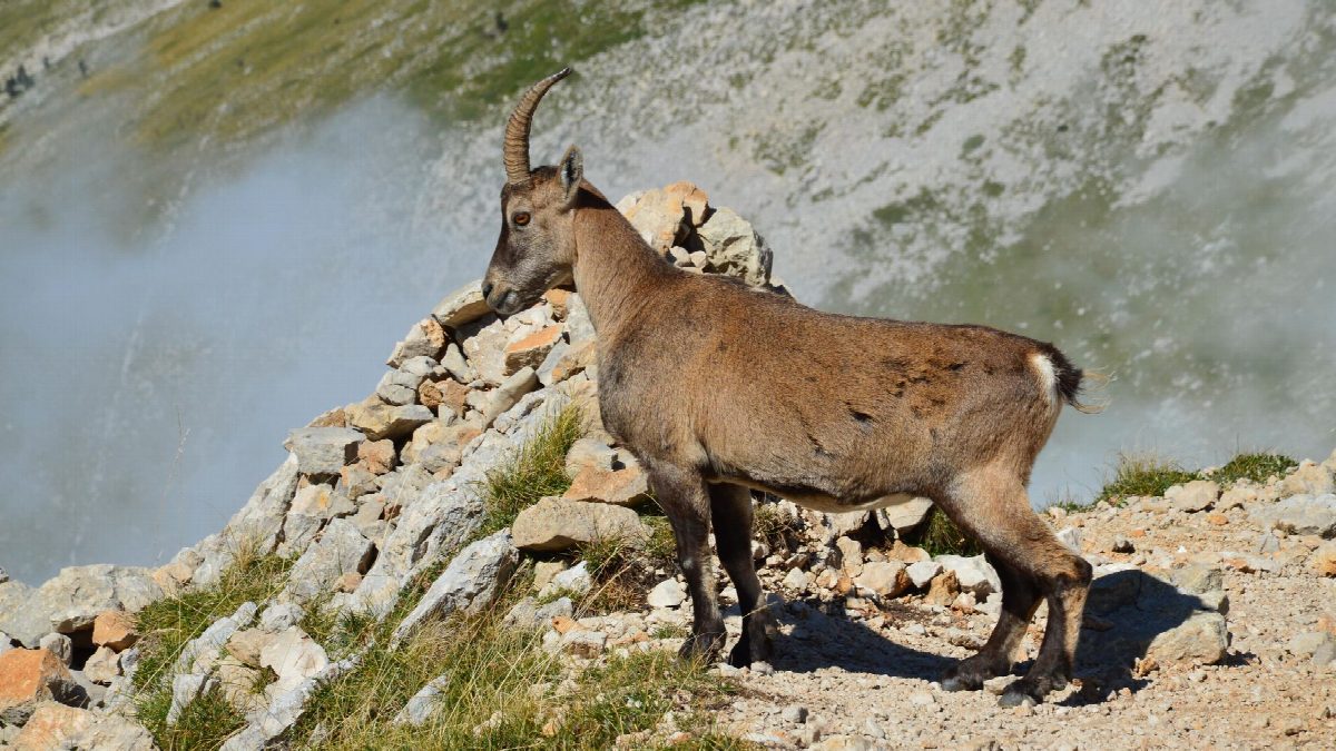 de-alpen