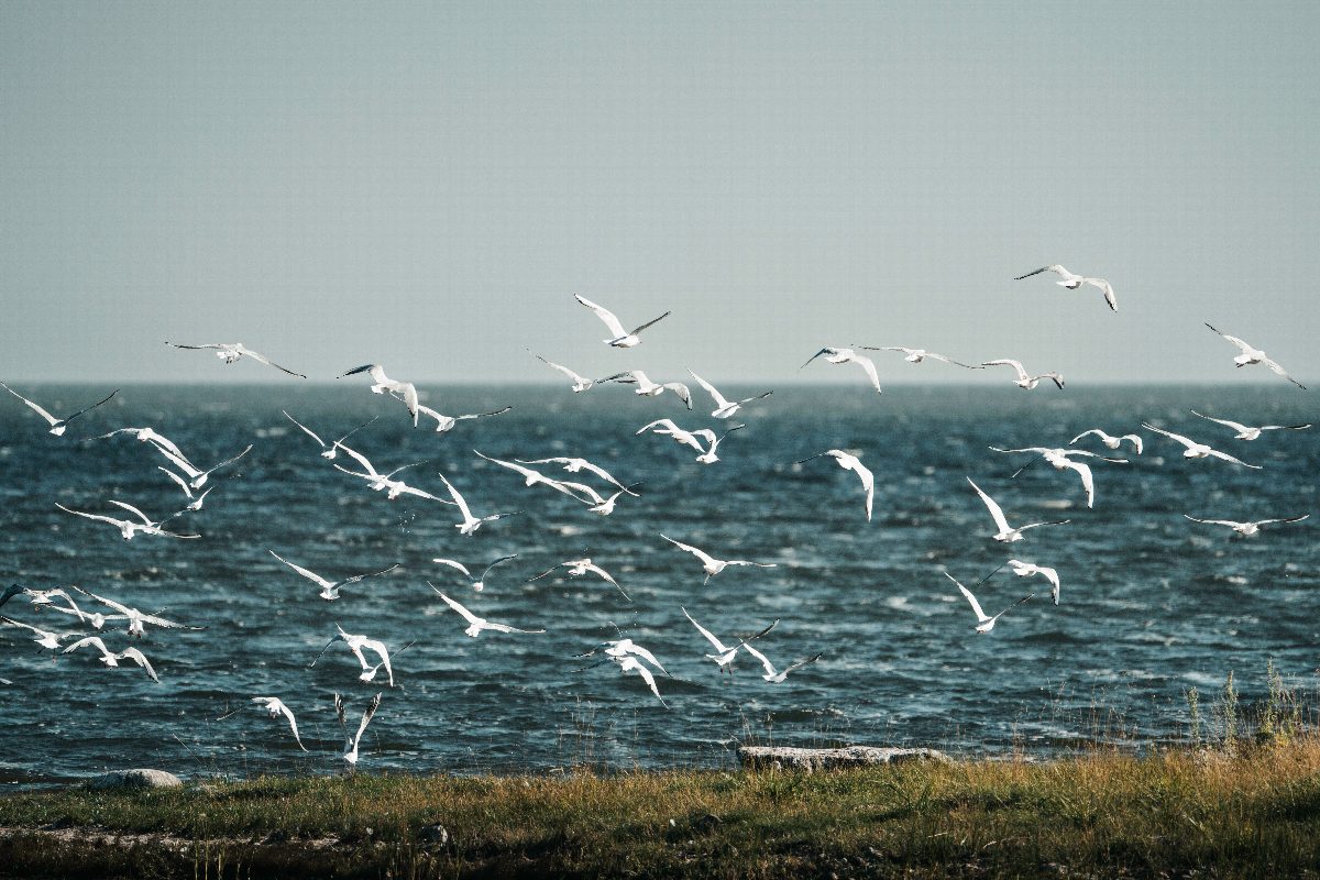 estland