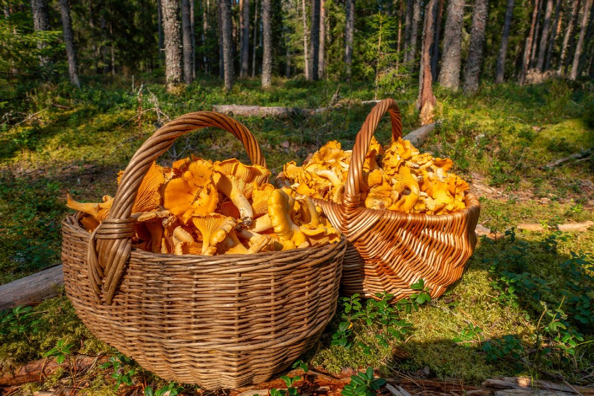 finland