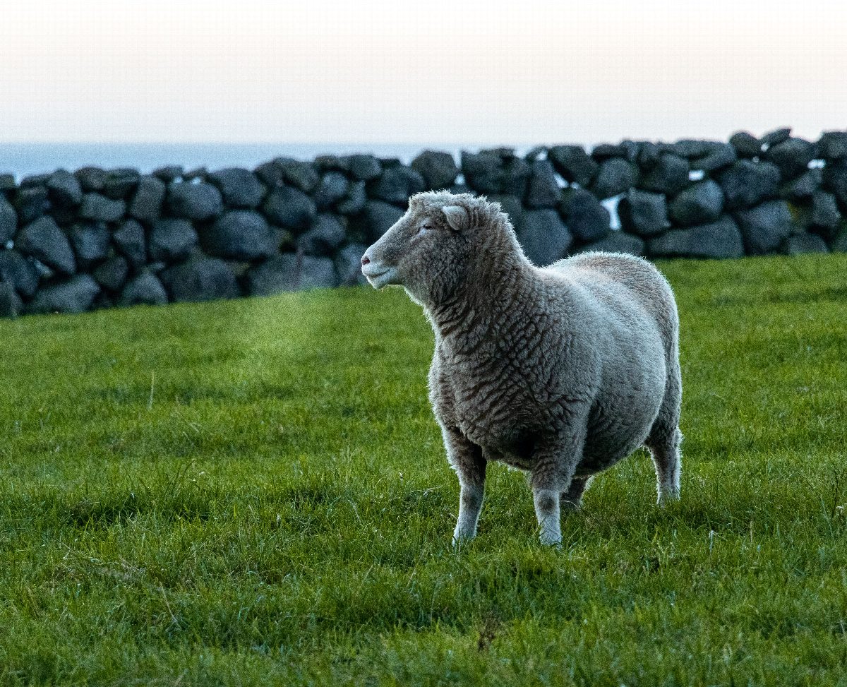 ierland