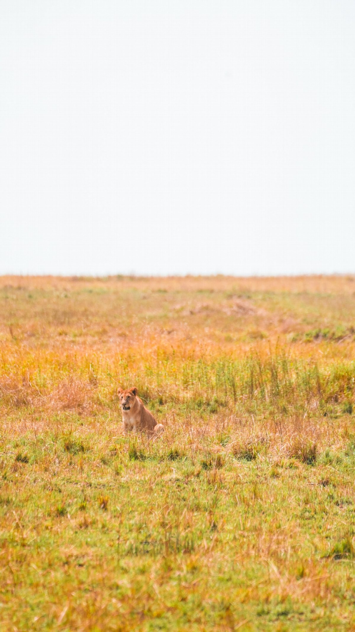 kenya