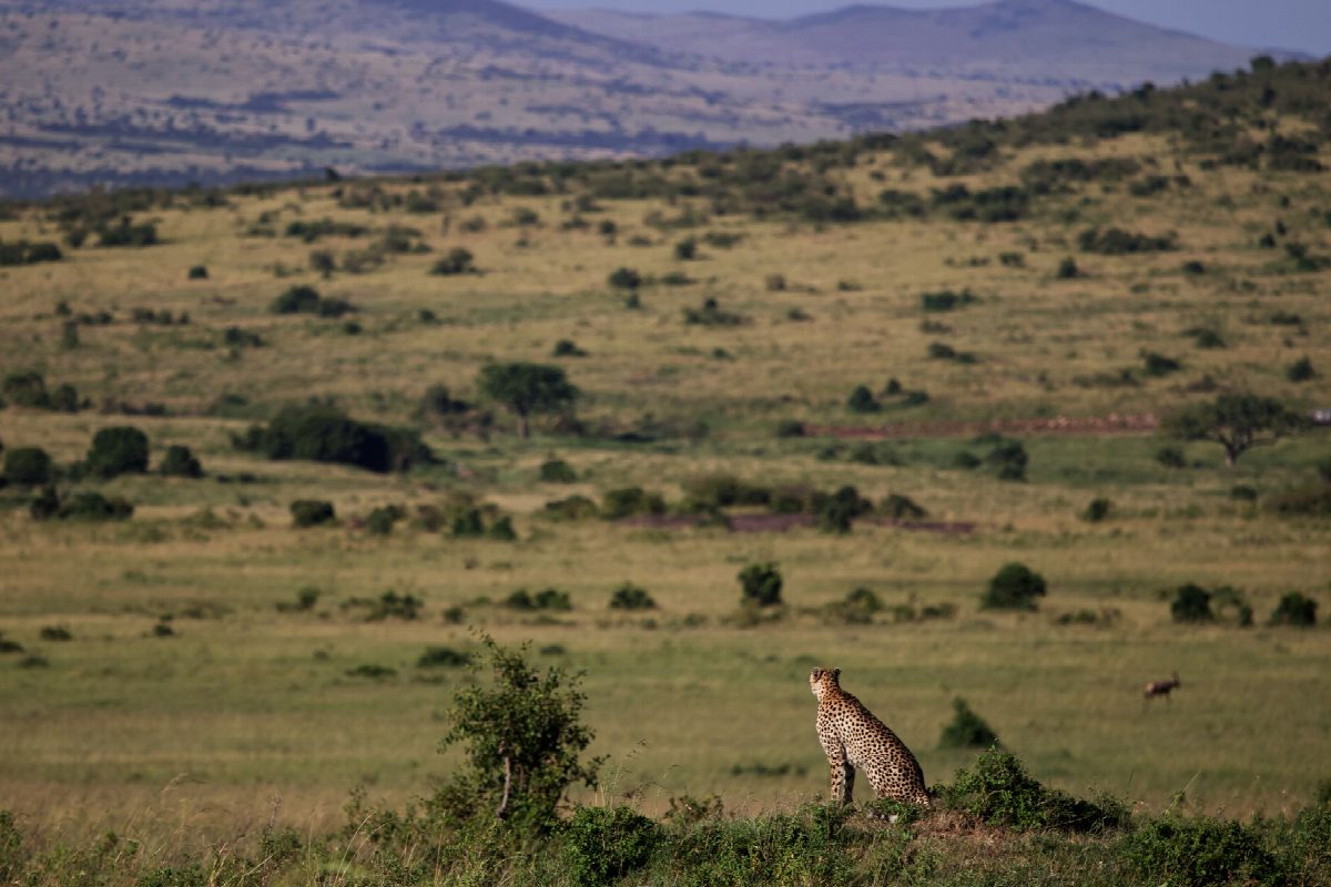 kenya