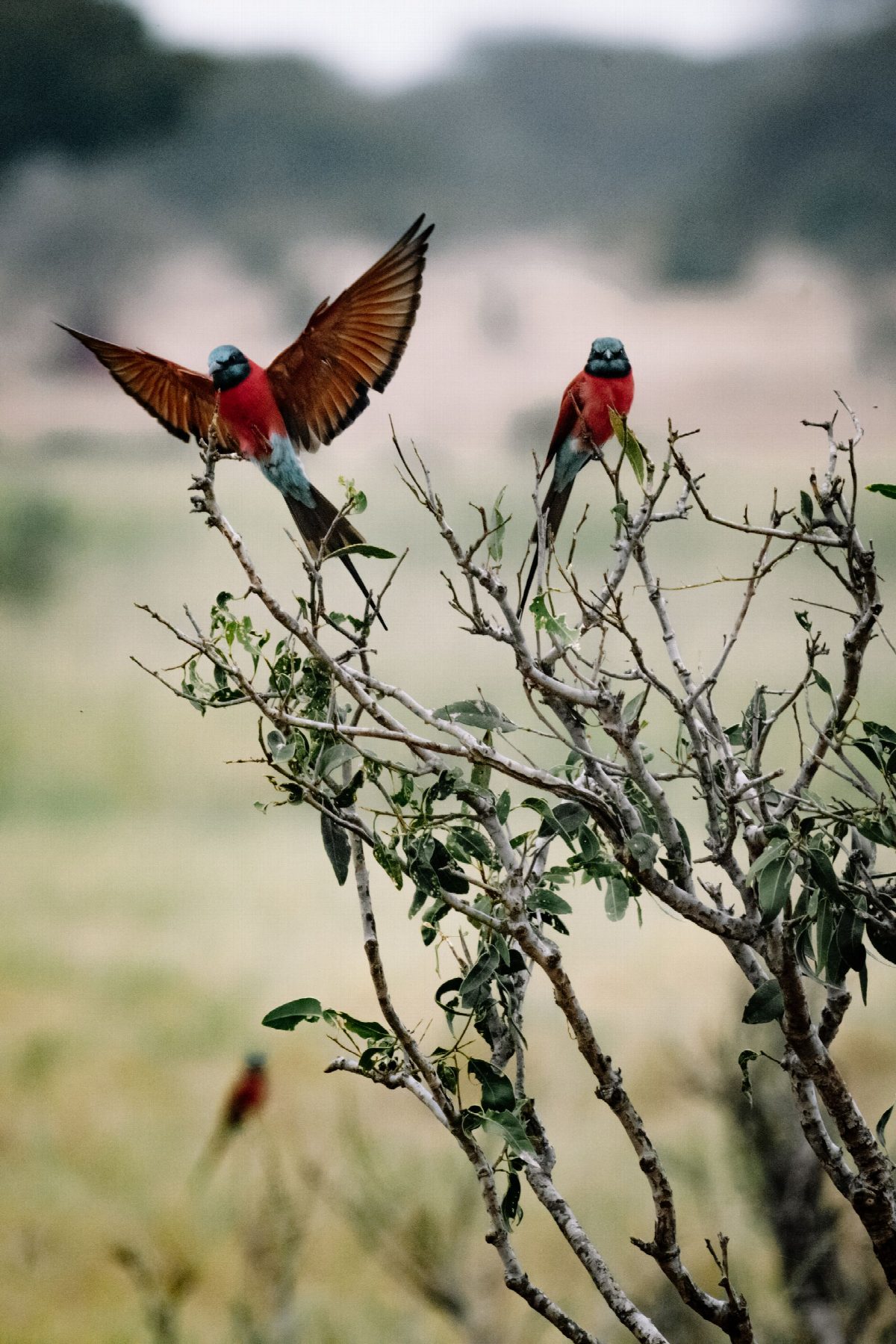 kenya