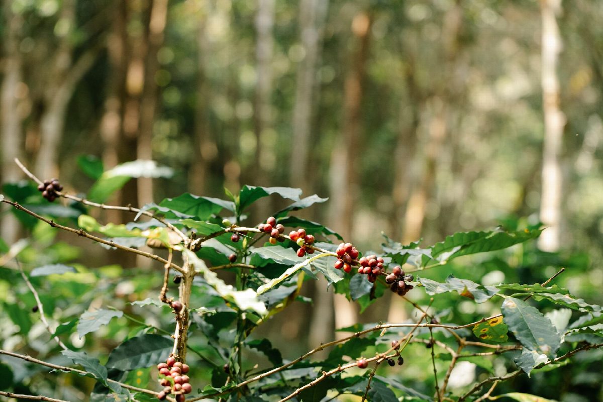 laos