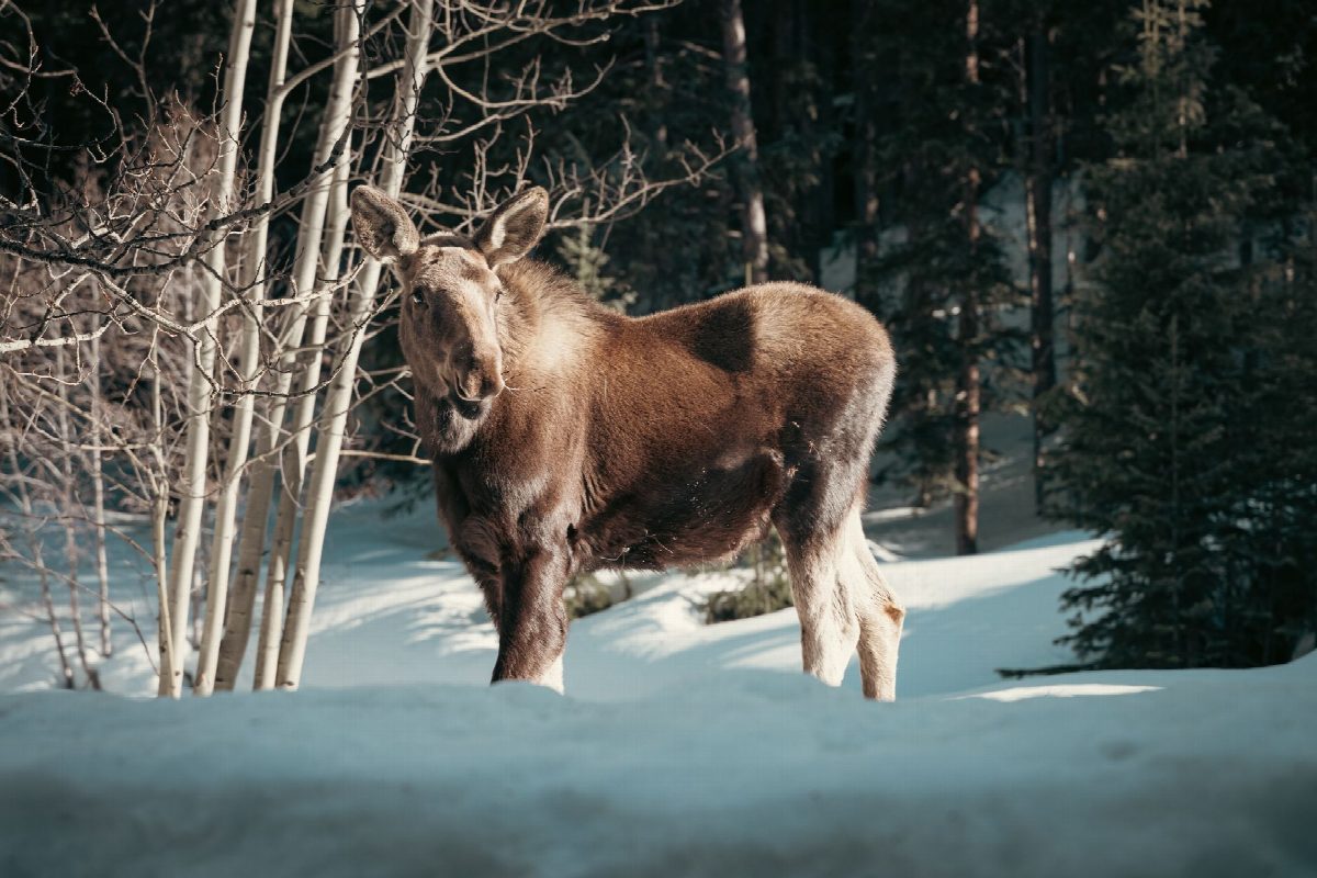 lapland