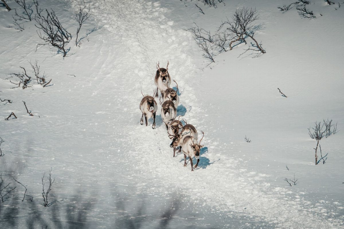 lapland