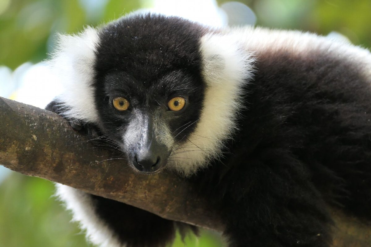 madagaskar