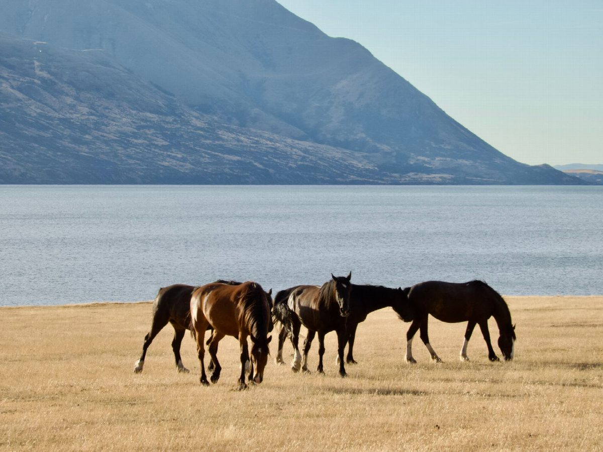 mongolie
