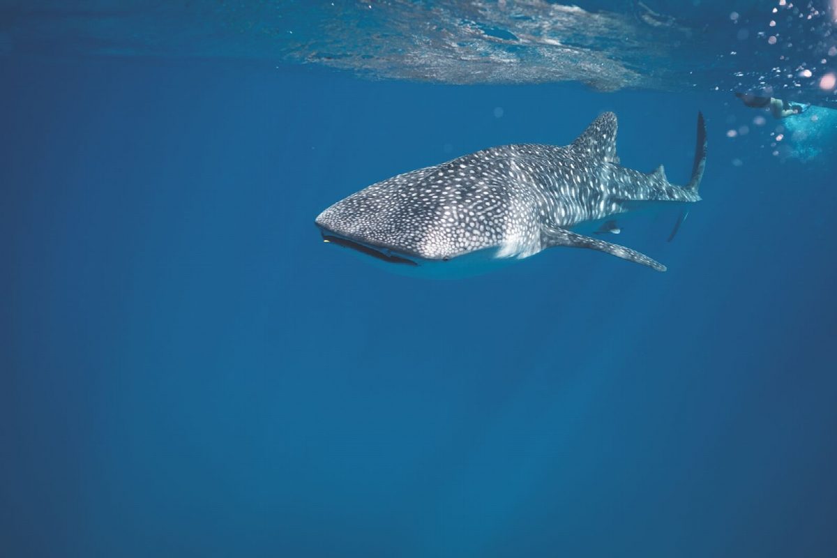 mozambique