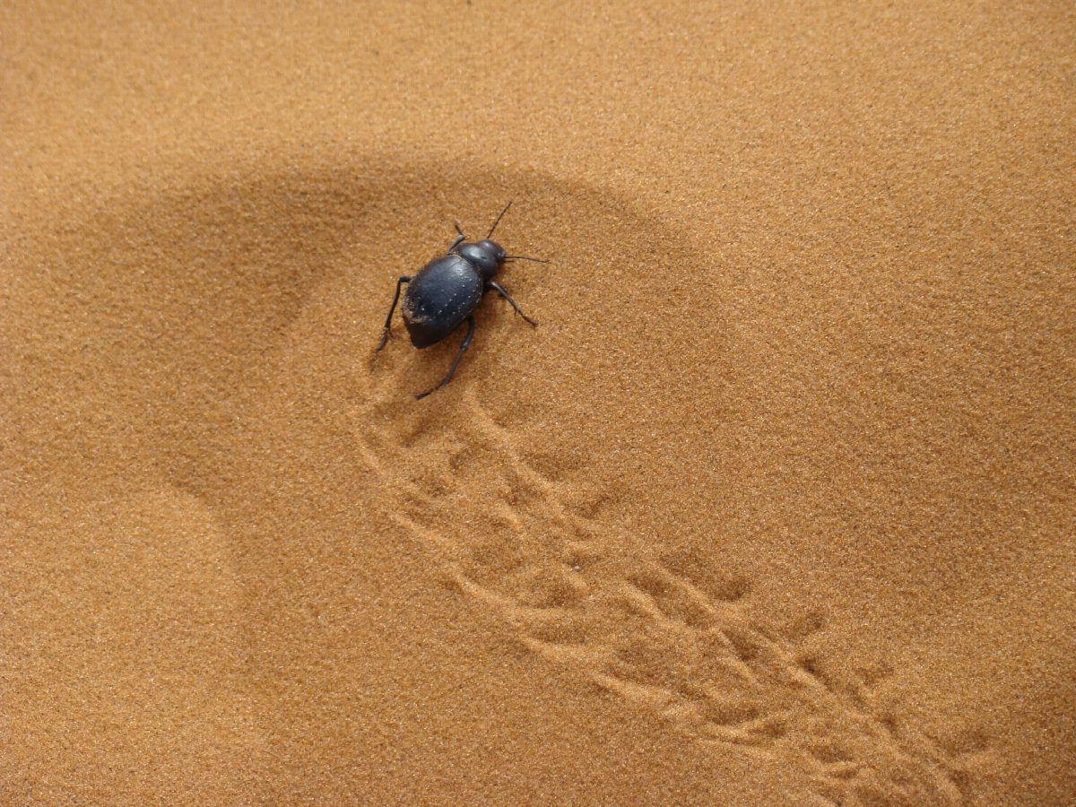 namibie