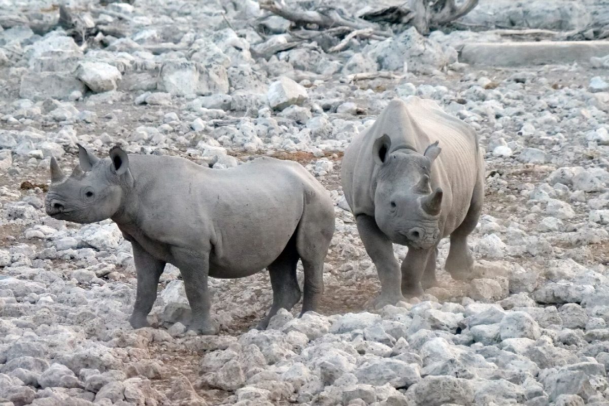 namibie