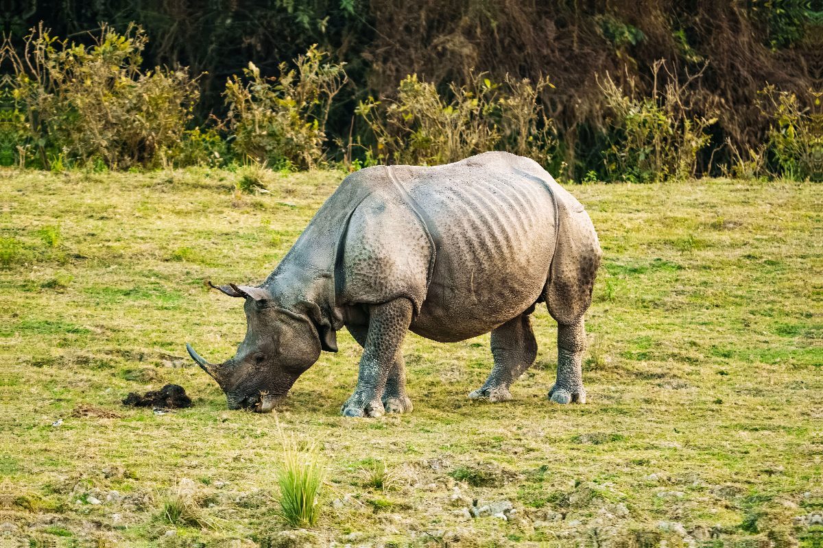 nepal