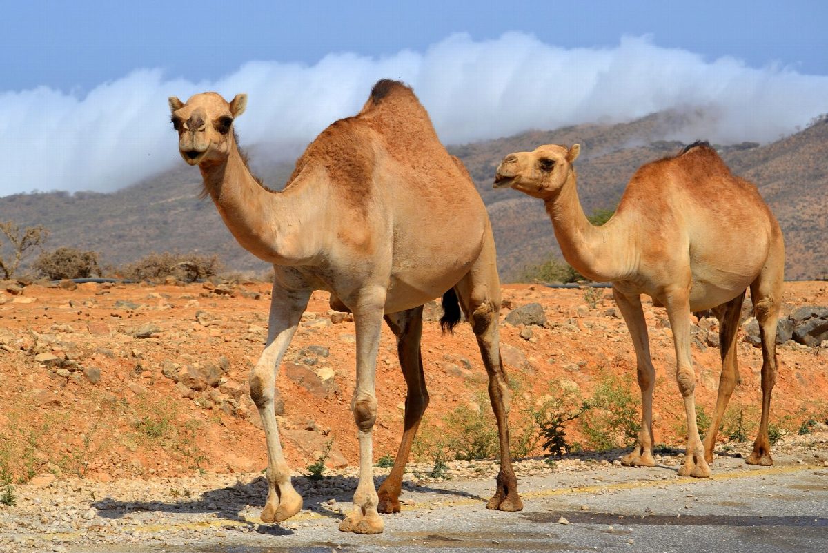 oman