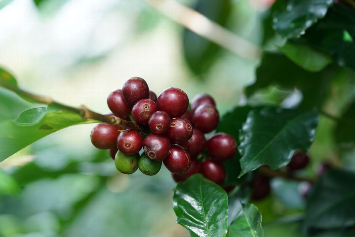 panama