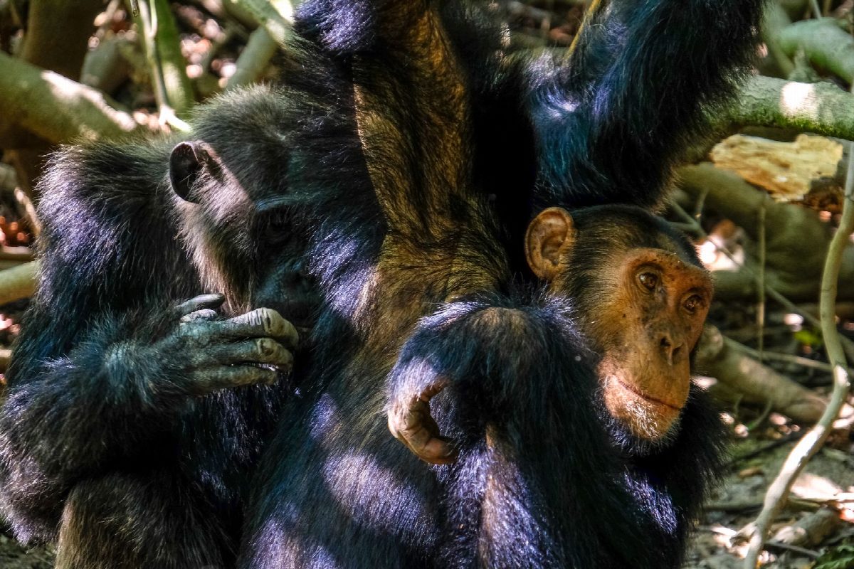 rwanda