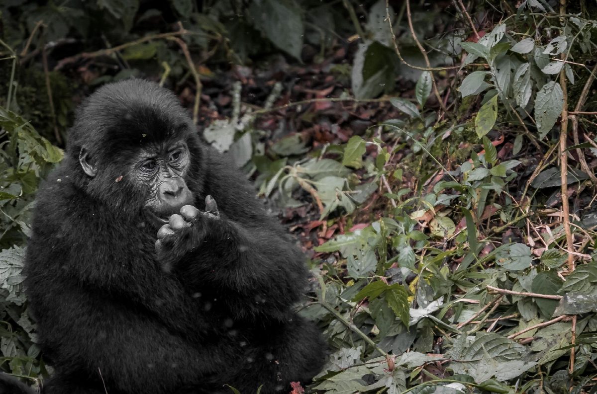 rwanda