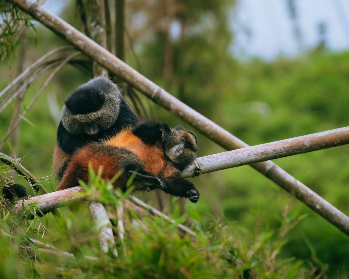 rwanda