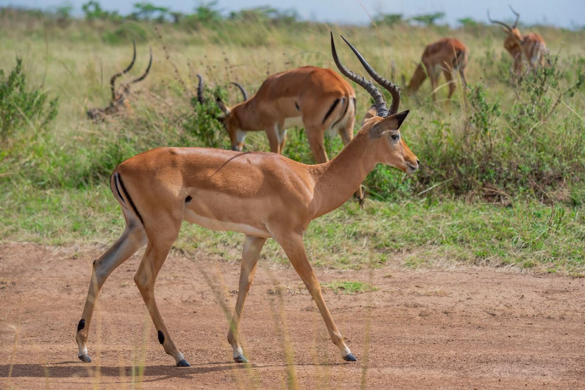 rwanda