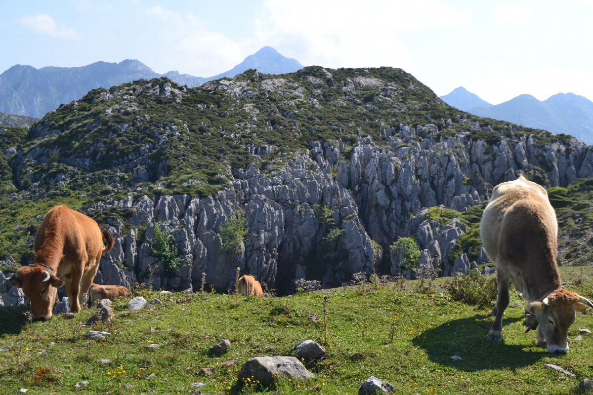 spanje