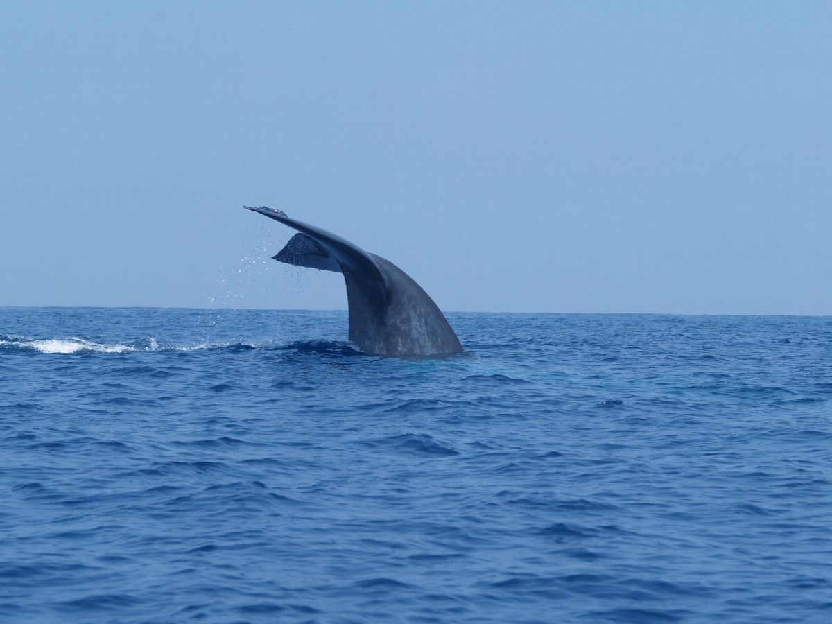 sri-lanka