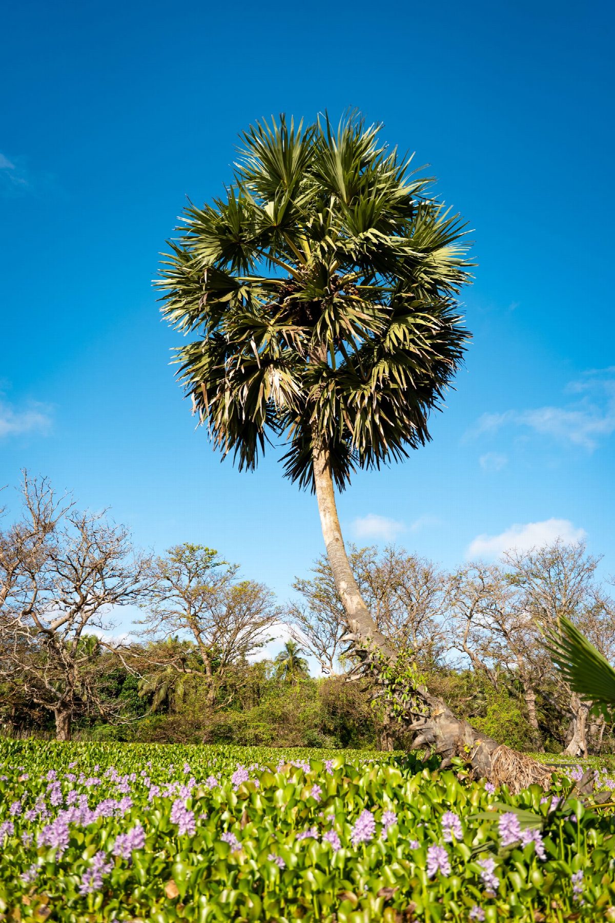sri-lanka