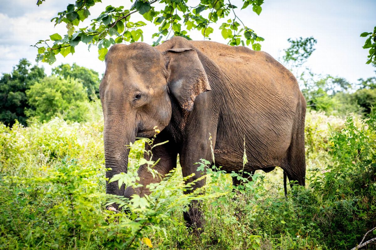 sri-lanka