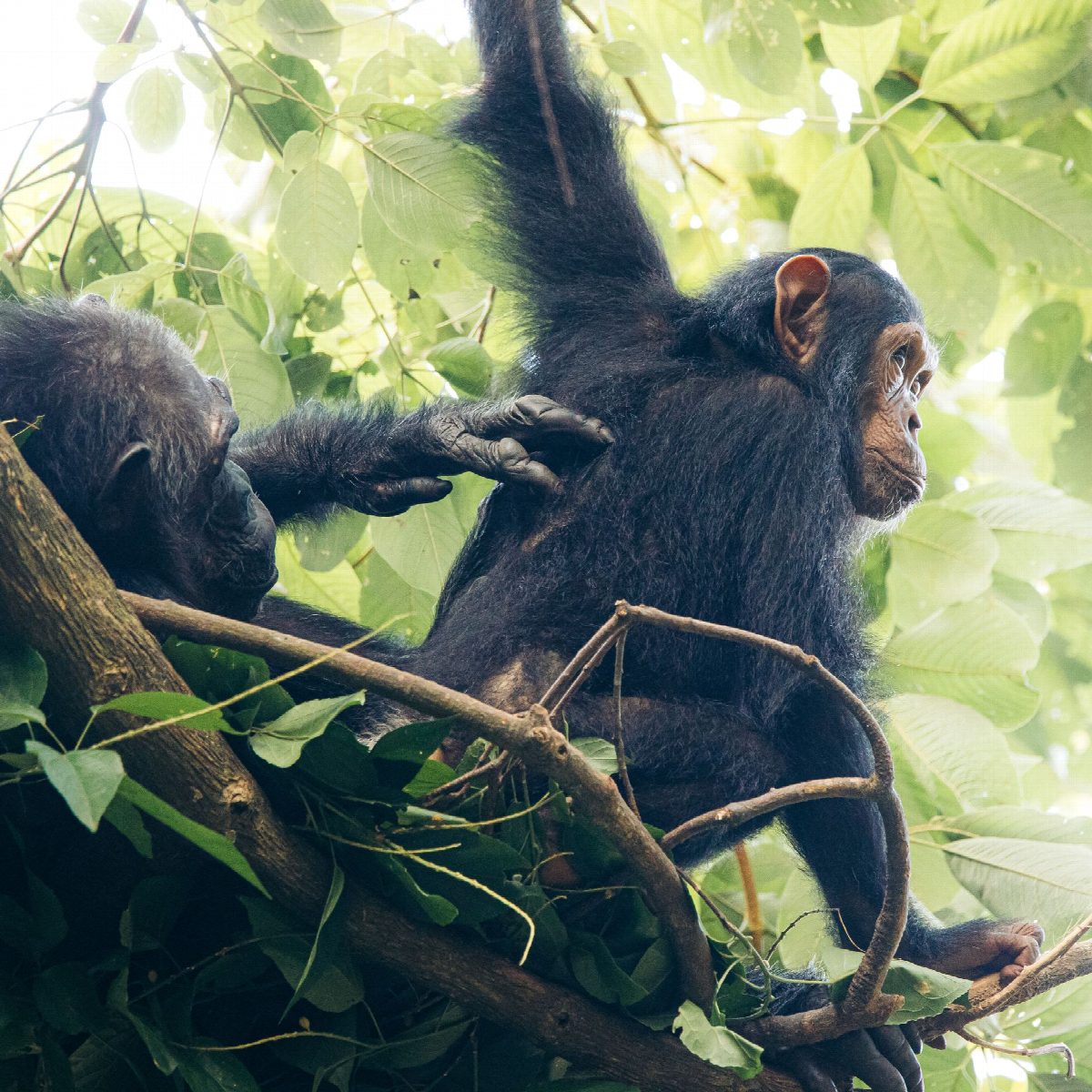 tanzania
