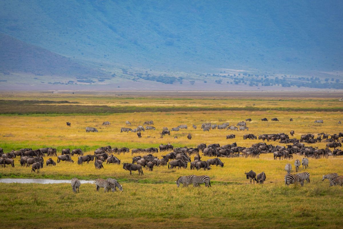 tanzania