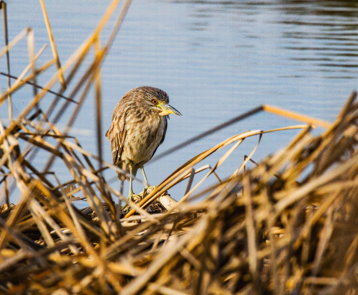 tsjechie