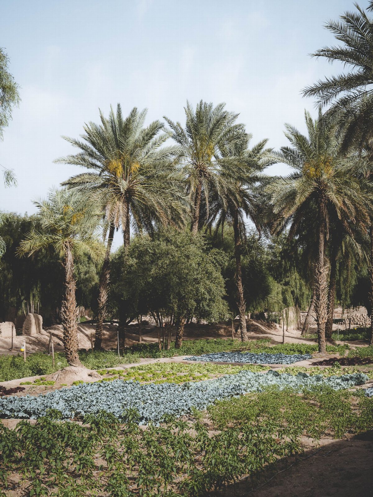 verenigde-arabische-emiraten