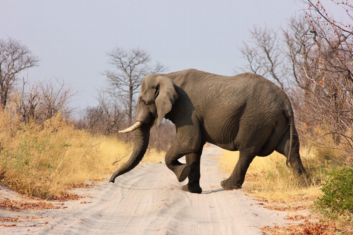Zambia