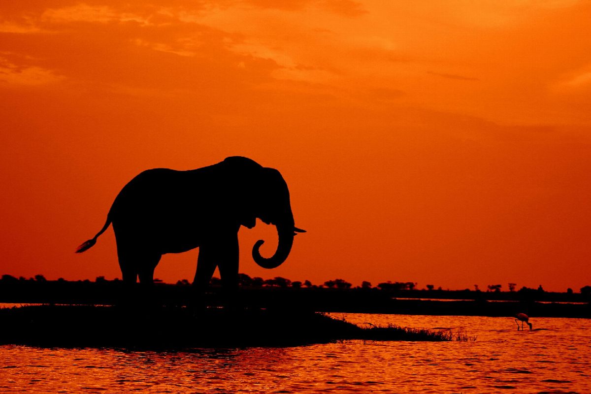 zambia