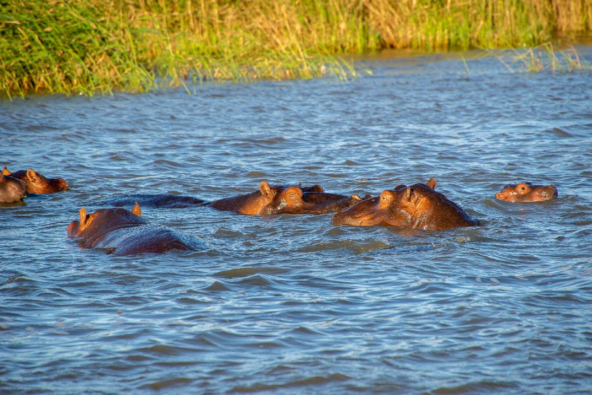 zambia