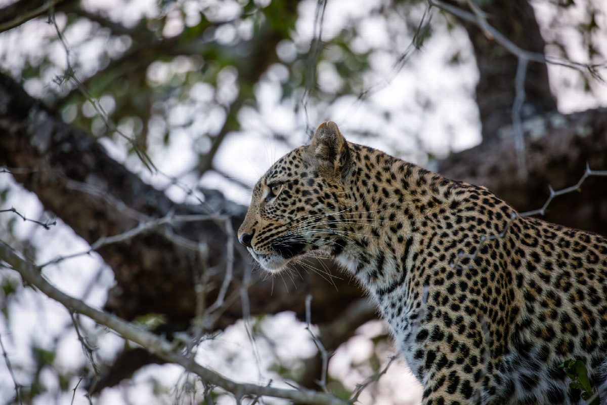 zambia
