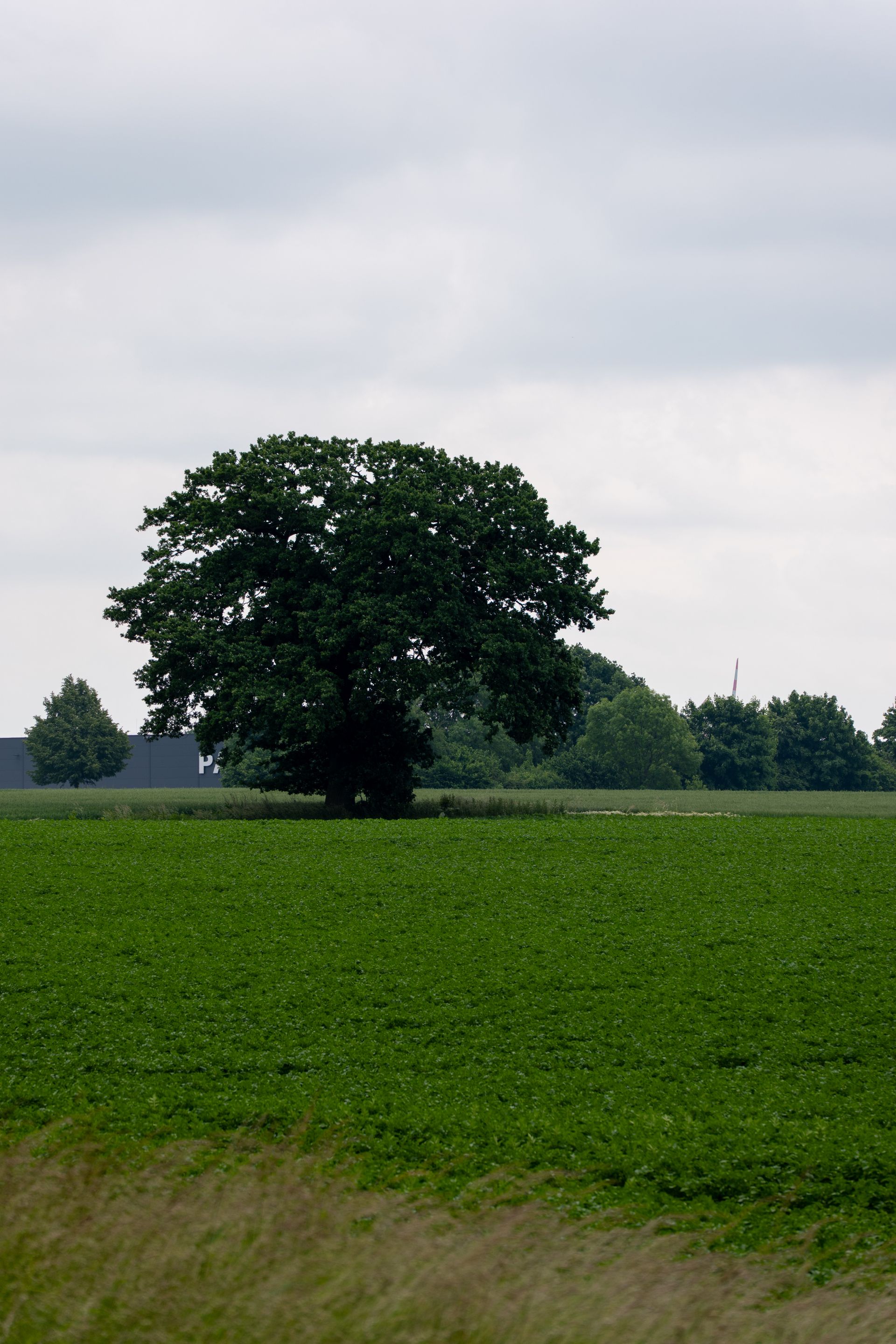 zweden